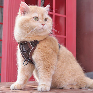 Discover the Ultimate Comfort: Chest Strap Harness Vest With Leash