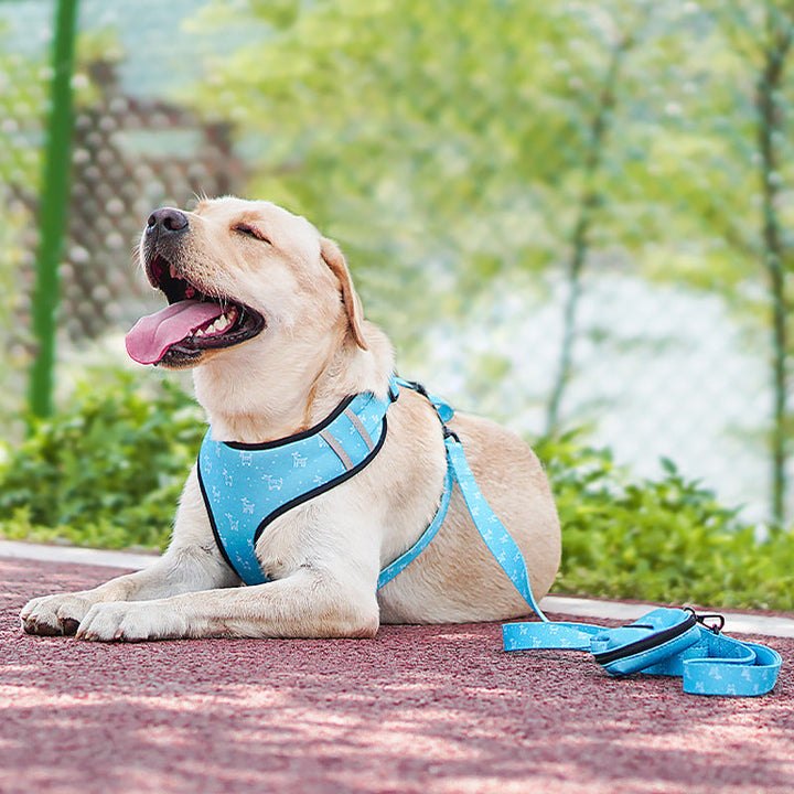 Bow Design Pet Harness And Leash Set: The Ultimate Accessory for Your Furry Friend
